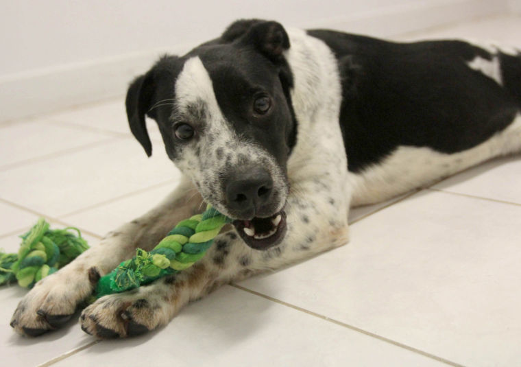Texas Humane Heroes Adoption Center